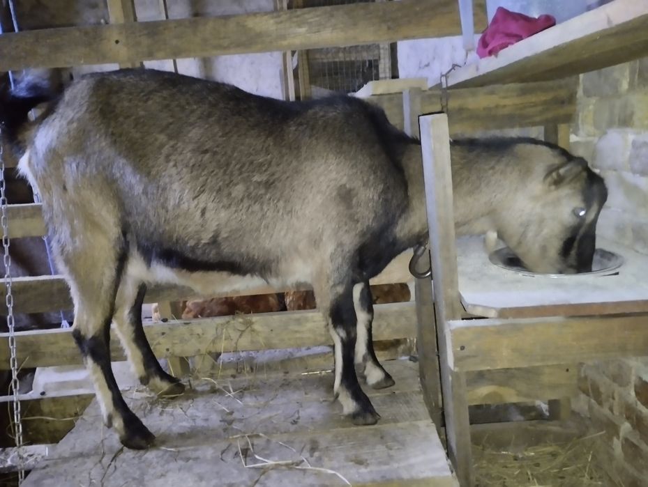 Карликові камерунські кози