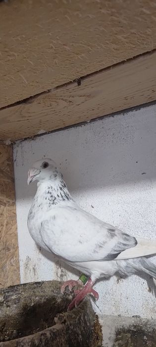 Sprzedam gołębie staropolskie