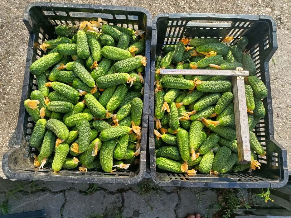 Ogórki gruntowe.