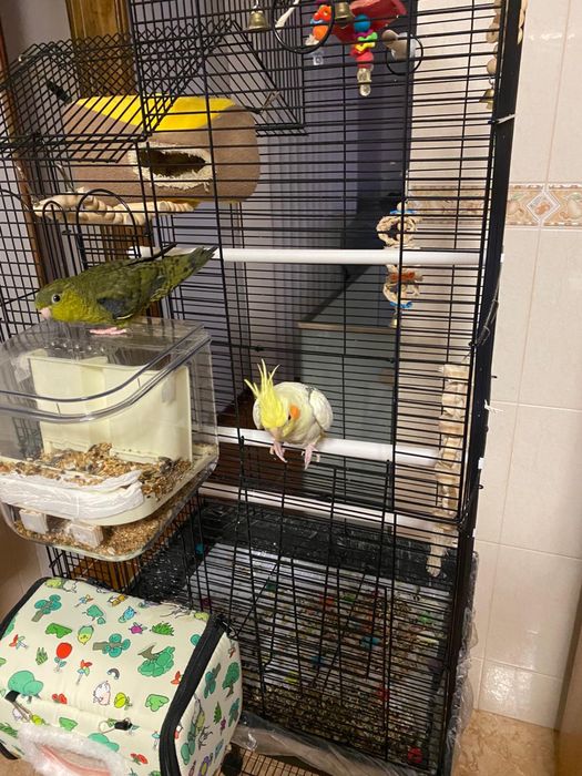 Cedencia de aves mais gaiola