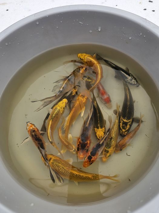 Karp koi lipcówka