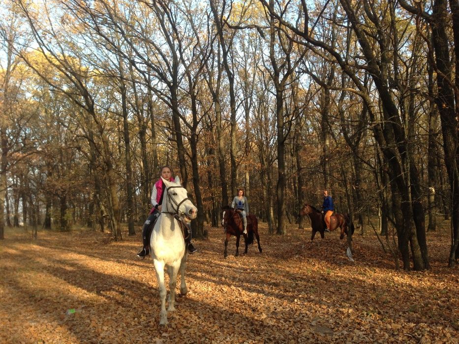 Будинок за містом біля лісу. Відпочинок на природі. Мангал, коні