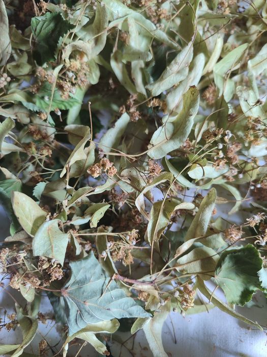 Трави на чай: суниця, липа, м'ята