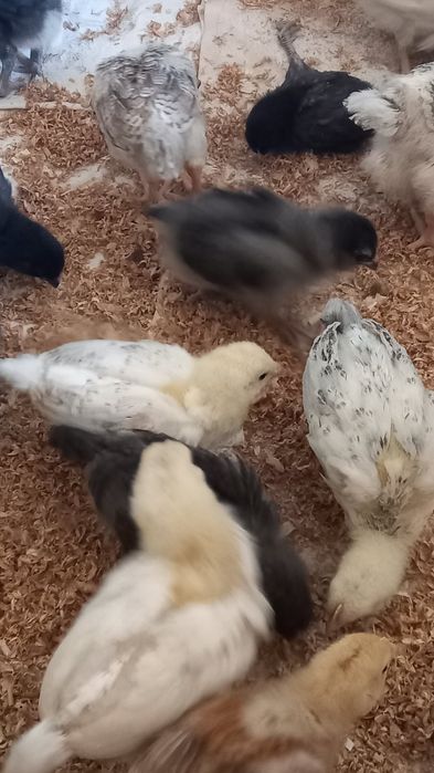 Продам Підрощені курчатка