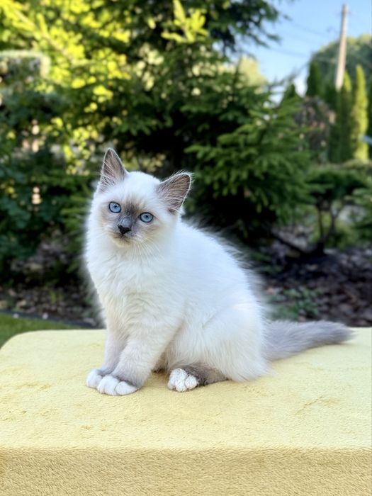 Кошенята Священна Бірма