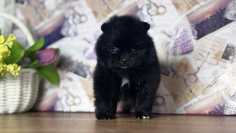 хлопчик шоу класу ти ведмедик