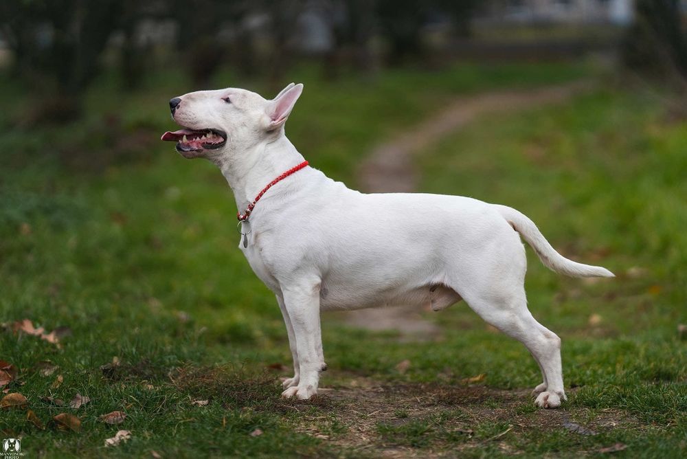 Питомник Blow Century UA