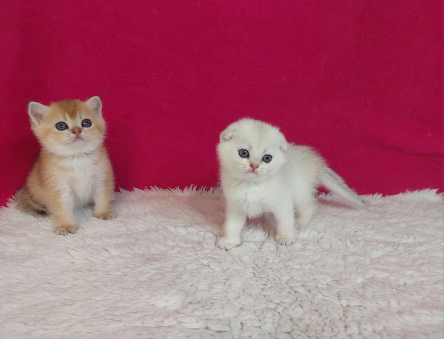 Золоті, кошенята для вашої родини