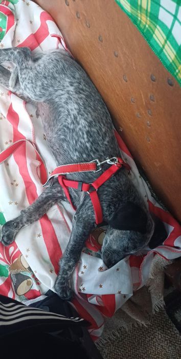 Macho com 9 meses tem chip e registo  120