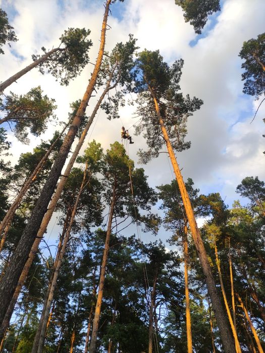 Видаленя дерев. З подрібненням, вивозом. Обрізка дерев