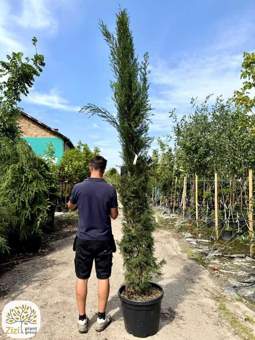 cyprys włoski 300-350cm, duży cyprys wieczniezielony, cupressus sempervirens
