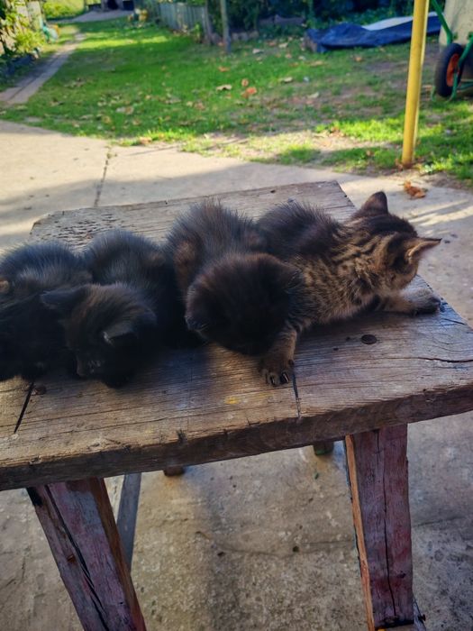 Котенята в добрі руки мама британка