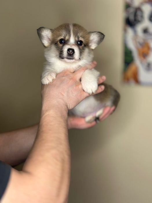 Самі гарні коргі. Вельш коргі пемброк. Є без хвостиків теж