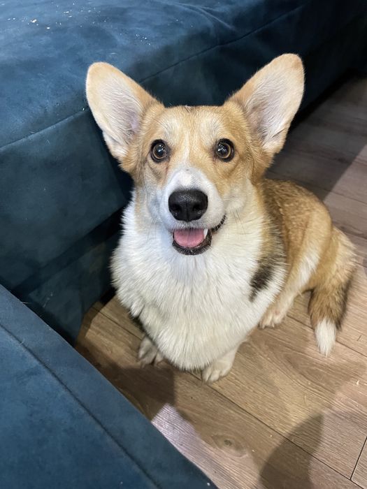 Шикарная девочка корги_Fifi