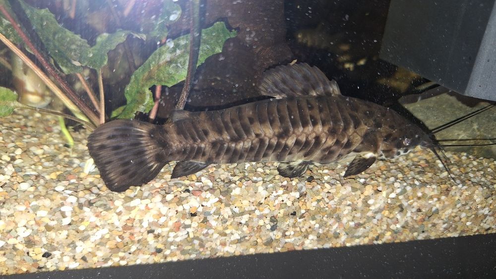 Sum kirysnik czarnoplamy