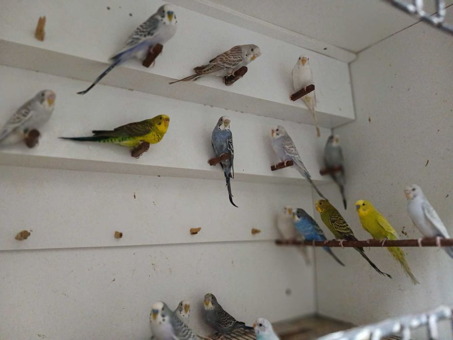 Piriquitos Australianos