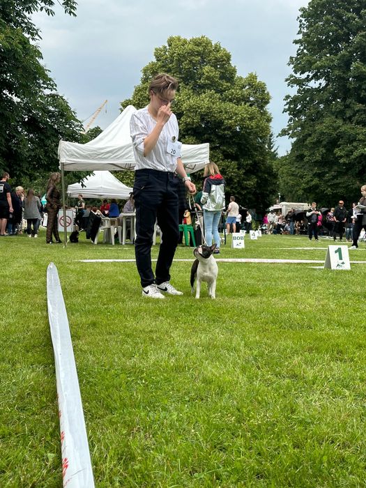 Boston Terrier ZkwP