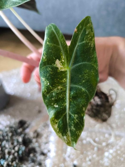 Bulwa alokazji Nairobi Nights Variegata