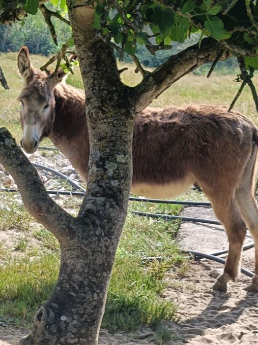 Vendo burro macho