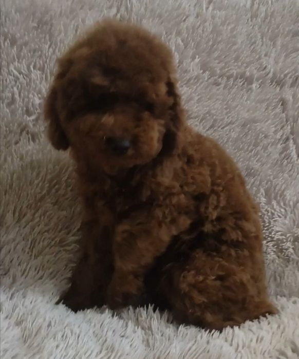 Той пудель мальчик 6 месяцев