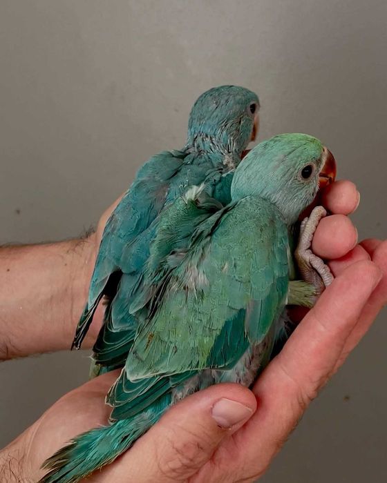 Ring neck bebê lindíssimo , KIT completo