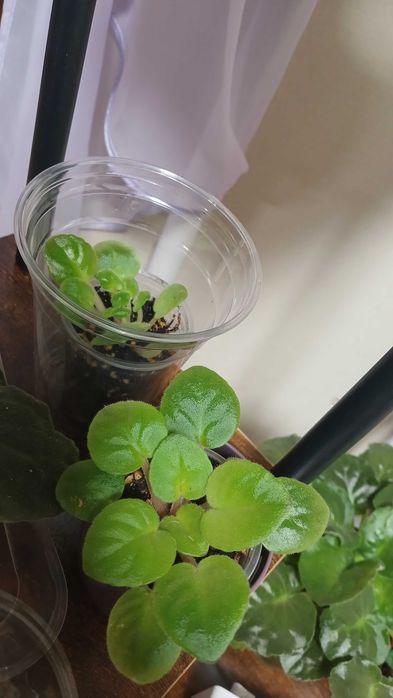 Фиалки цветы на обмен