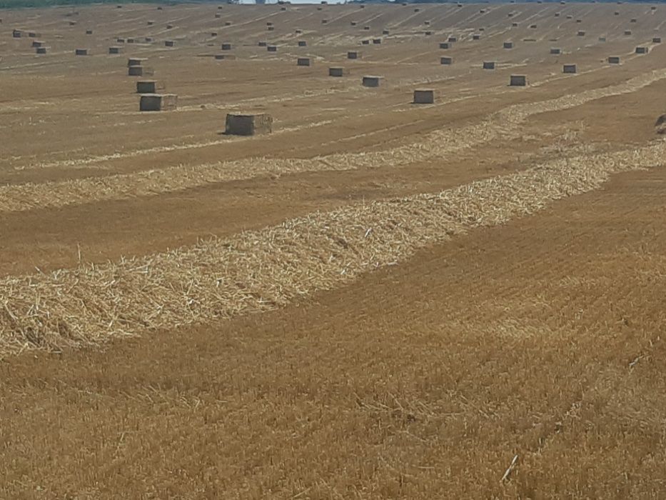 Słoma paszowa jęczmienna owsiana duża kostka bele transport