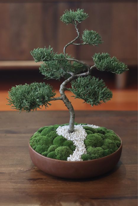 Planta Bonsai natural