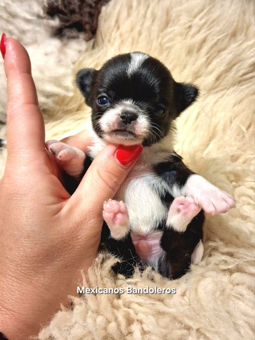 NAJPIĘKNIEJSZY MINI XS Królewicz chihuahua  !!