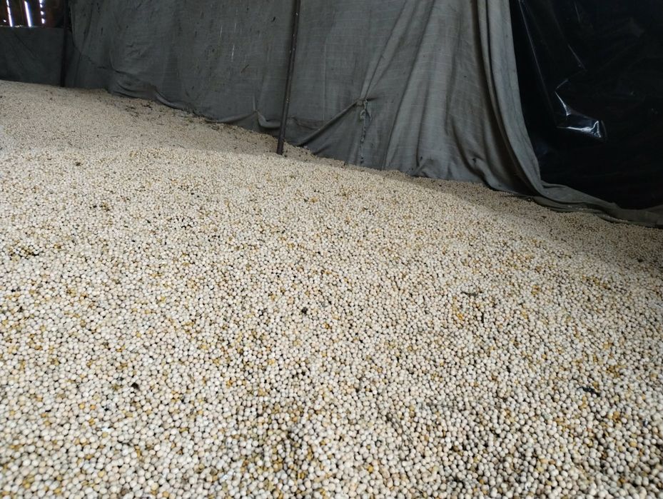 Sprzedam groch paszowy