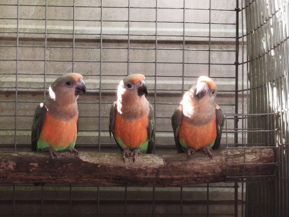 Poicephalus rufiventris machos