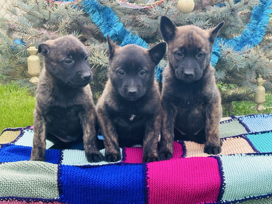 Голландские овчарки! Девчонки!