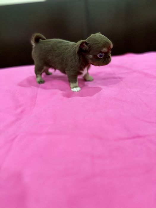 Macho chihuahua mini