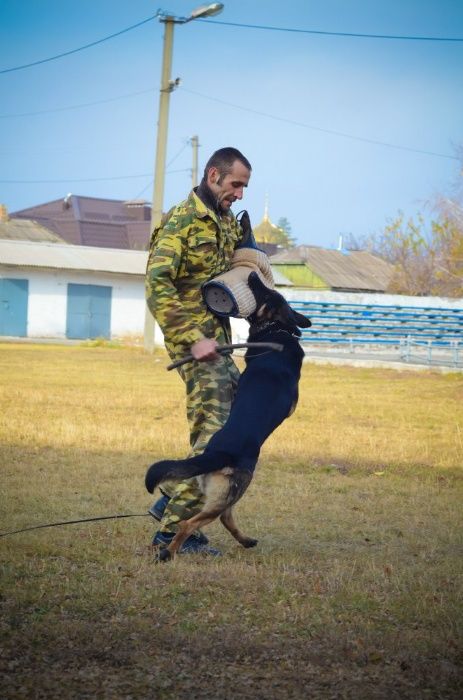 Дрессировка КРИВОЙ РОГ