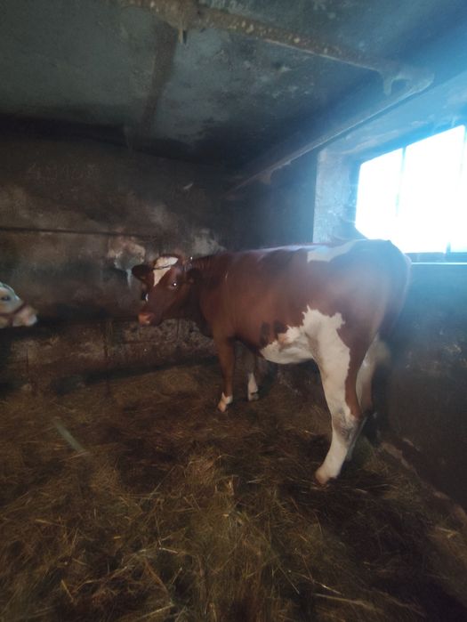 Jałówka czerwono biała