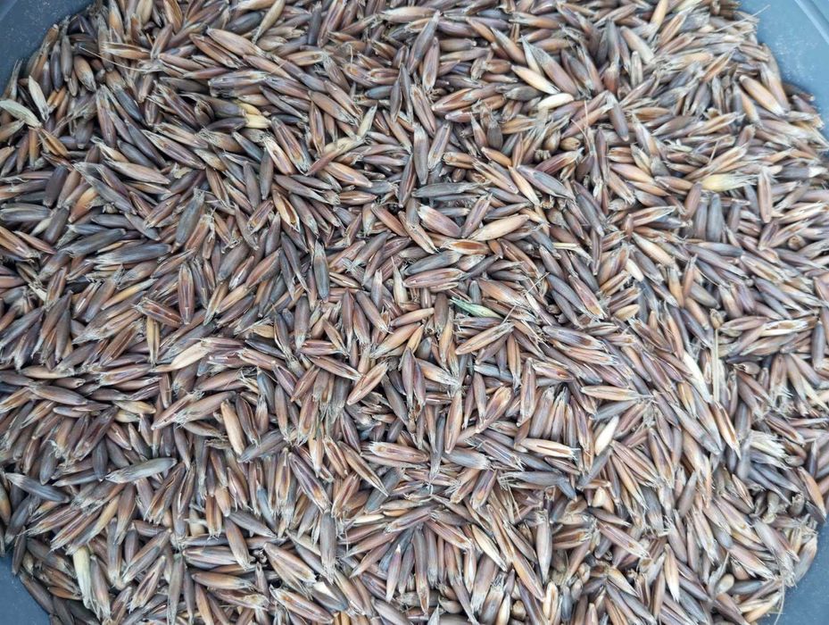 Sprzedam owies czarny