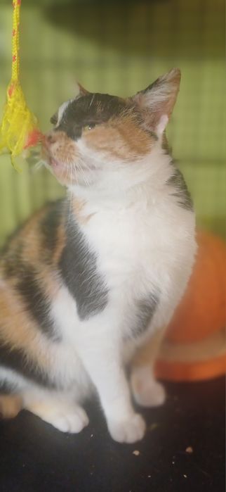 Mimi ( Merida Waleczna )