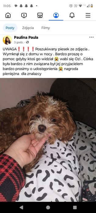 Zaginął prosimy o pomoc