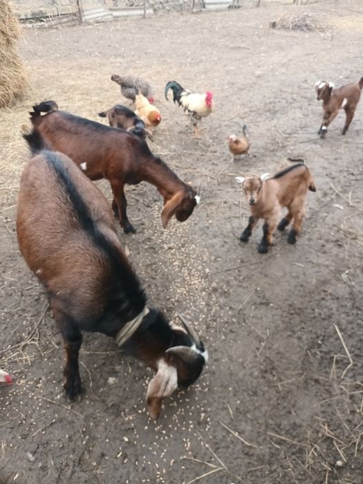 Продам маленького козлика англонубійської породи