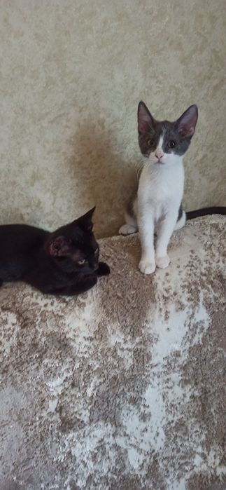 Котята в поисках дома!
