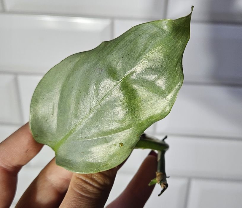 Philodendron hostum  do wyboru