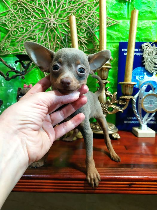 Эксклюзив! Лиловая микро девочка для ценителей! Док.КСУ,чип,привита!