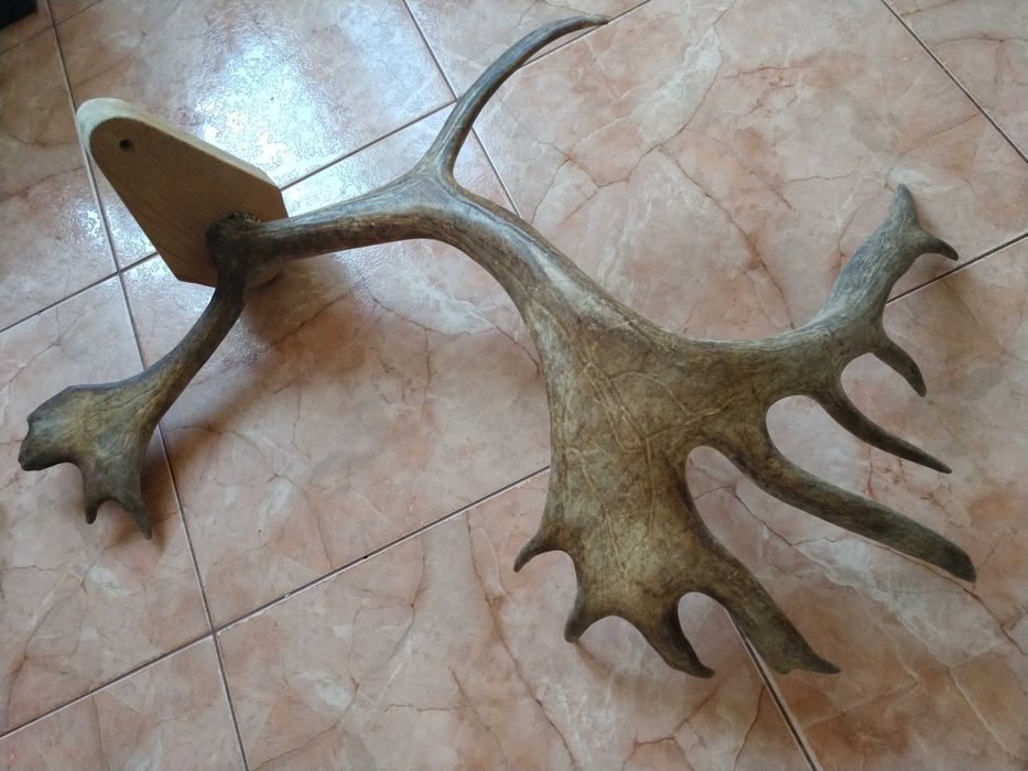 Роги оленя на опорі, для інтер'єру