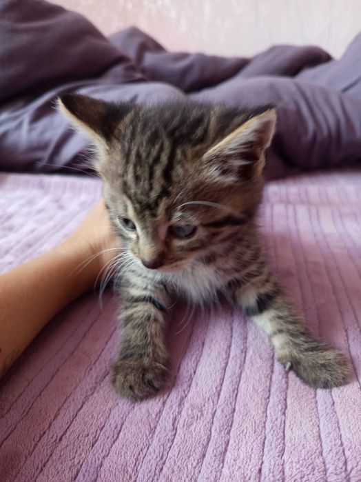 Кошенята як тигренята 1,5 місяця