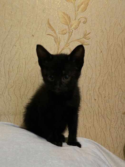 Отдам котят в хорошие руки