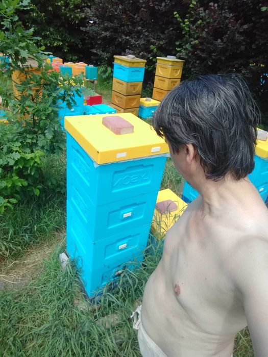 Rodziny odkłady pszczoły Łagodne! Odporne! BUCKFAST PS HYG+
