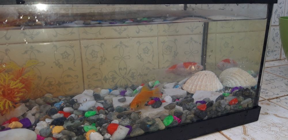 Aquario com peixes e Decoração