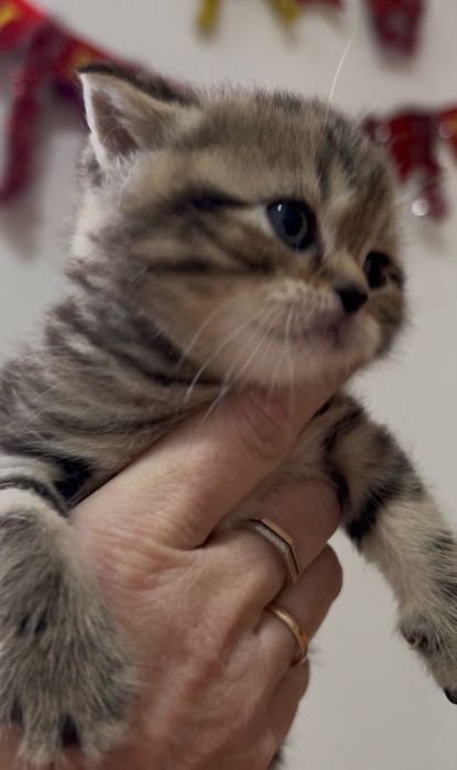 Золотий шотландський мармуровий котик