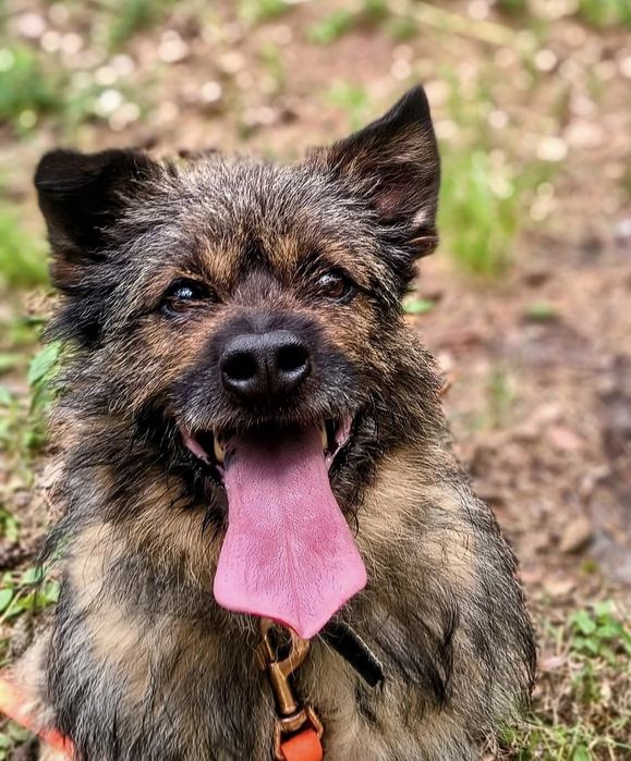 Śliczny mały Boberek do adopcji