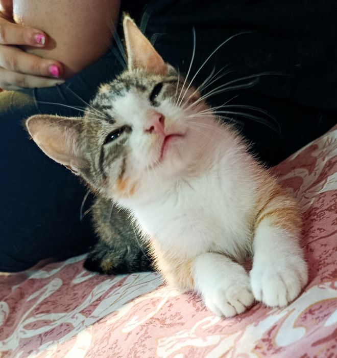 Kotka Figa  szuka chaty ! Do adopcji